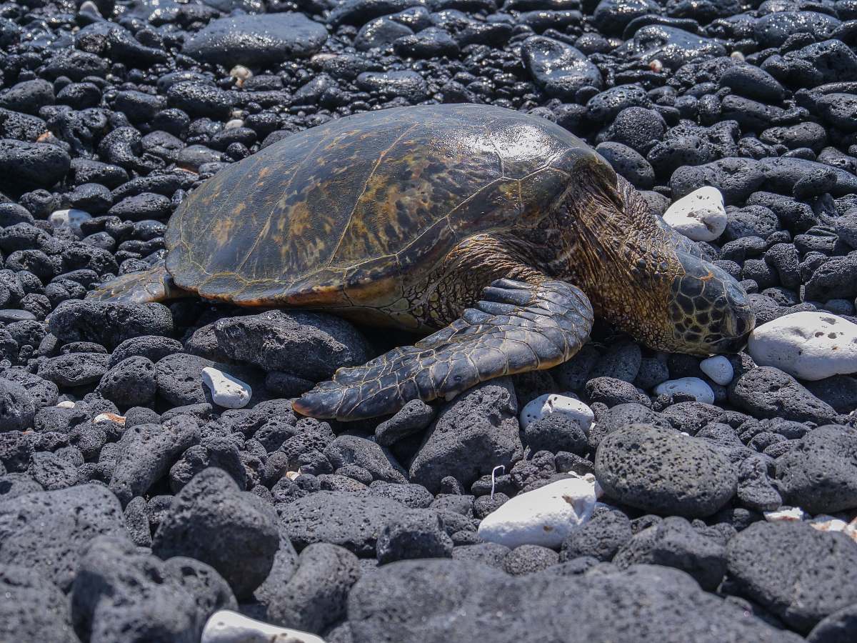 Hawaii County Brown Turtle On Stones Sea Turtle Image - Free Stock Photo